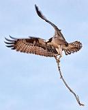 Osprey Nest Material_24924